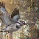 Artist’s impression of Jinguofortis perplexus, a very modern-looking bird from the early Cretaceous.